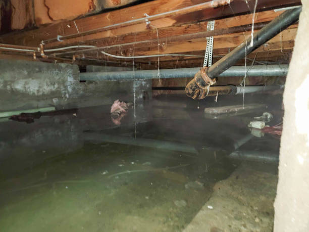Best Flood damage cleanup  in Swisher, IA